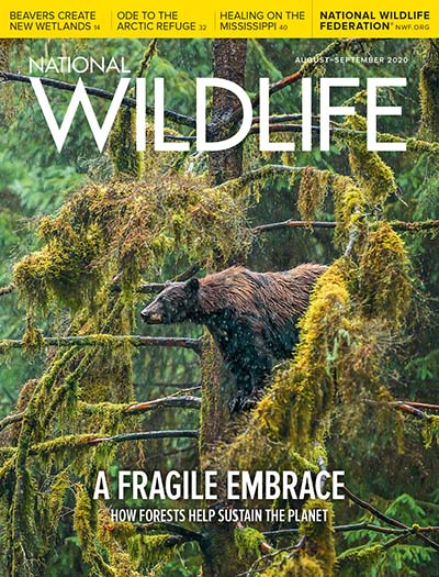 National Wildlife Magazine Subscription, 4 Issues, Nature Magazine Subscriptions magazines.com