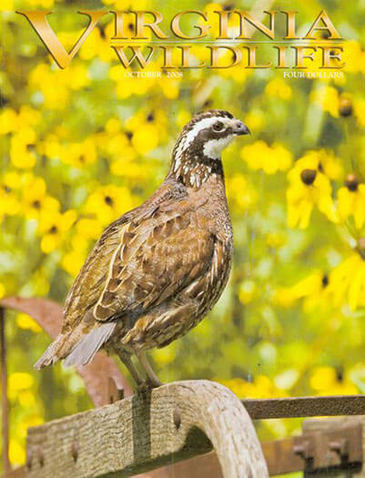 Subscribe to Virginia Wildlife