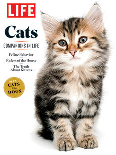 Cover of LIFE: Cats