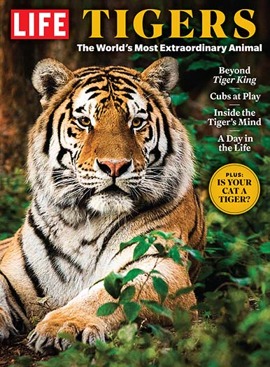 Cover of LIFE Tigers