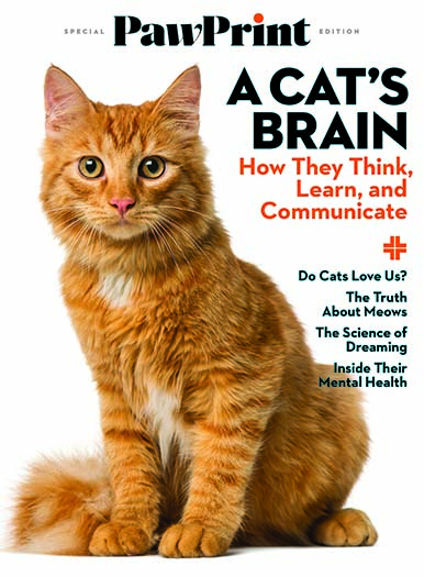Latest issue of PawPrint: A Cat's Brain