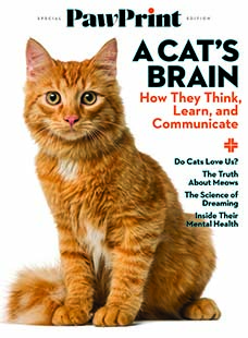 Latest issue of PawPrint: A Cat's Brain